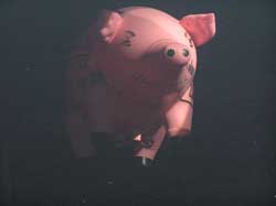 Pig-03
